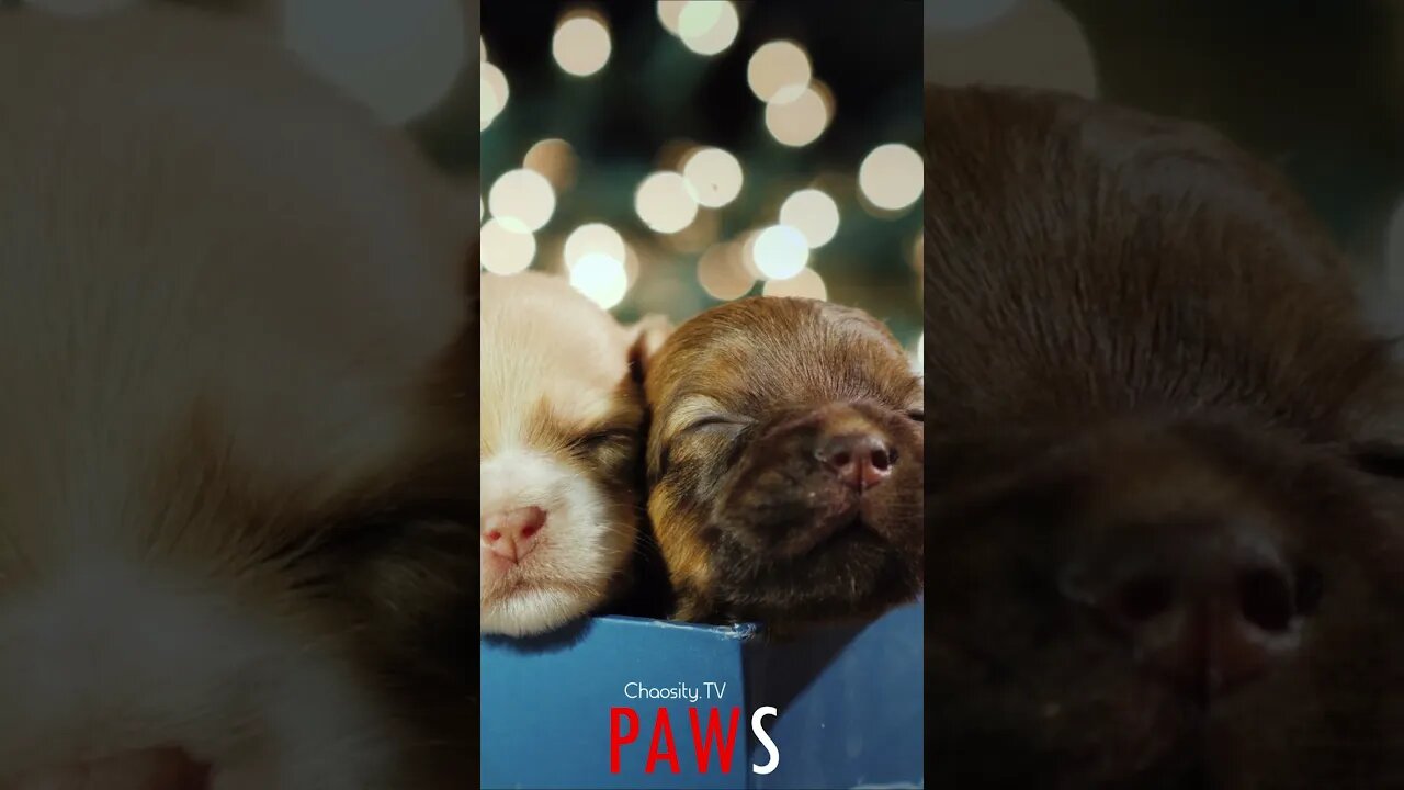 #PAWS - Present Puppies