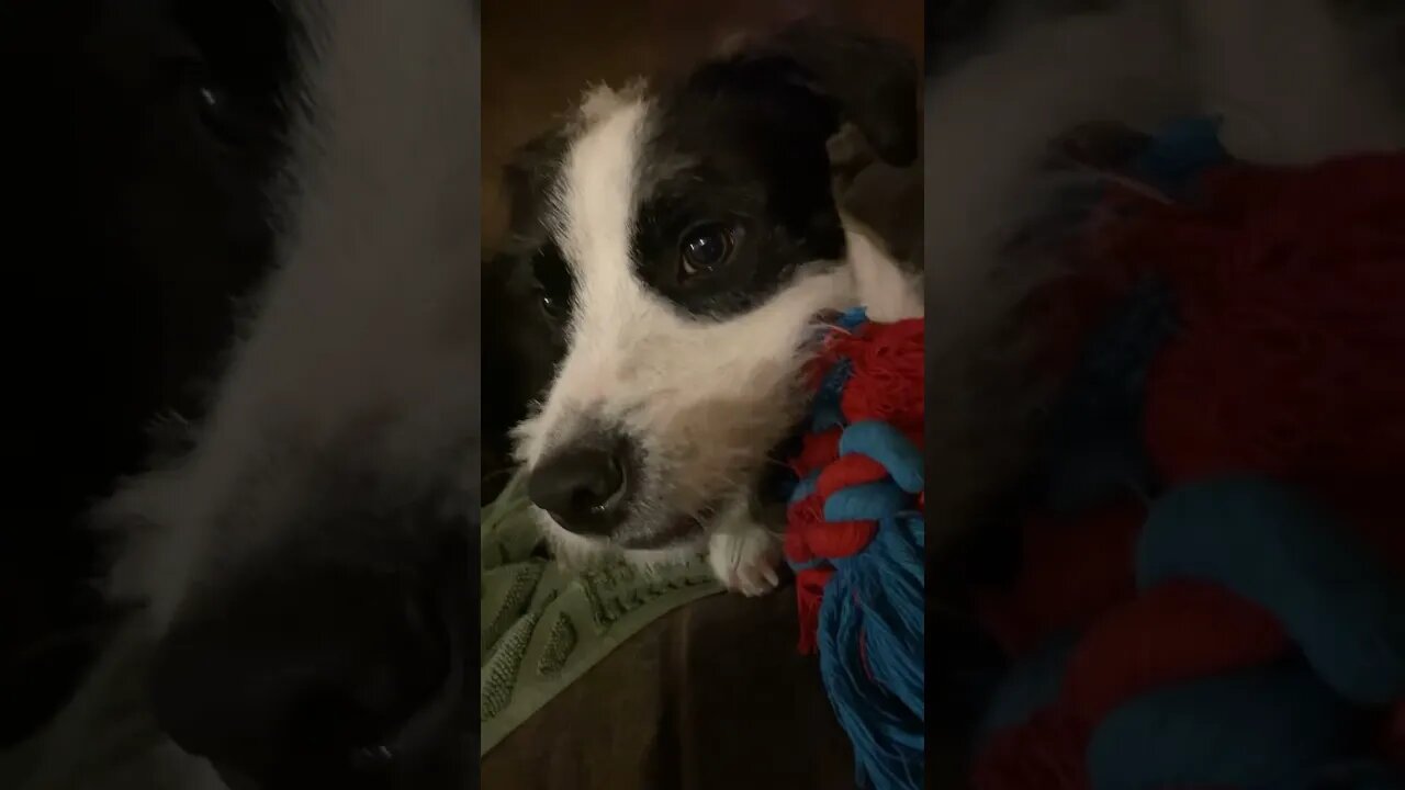 cute puppy chewing on a rope 😊 #shorts