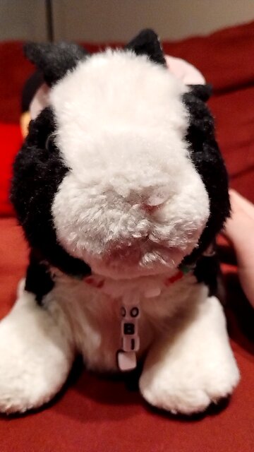 Bunny wants treats NOW!