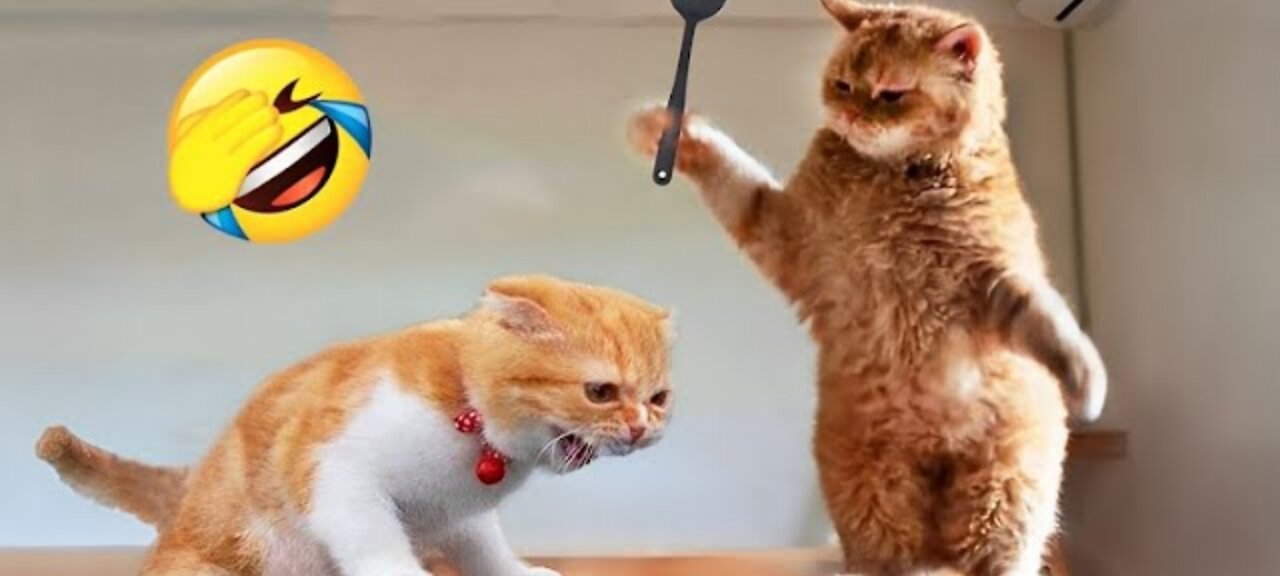 the funniest cat on internet you must have watch it 😂🐾.