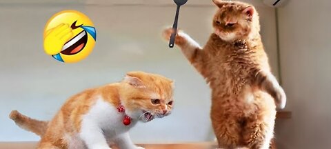 the funniest cat on internet you must have watch it 😂🐾.