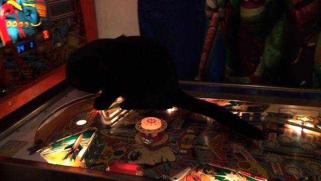 Pinball Kitty Cat