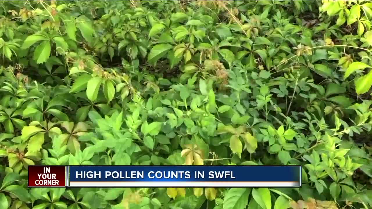 High pollen counts in Southwest Florida