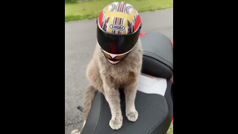 The cat with the helmet is handsome？