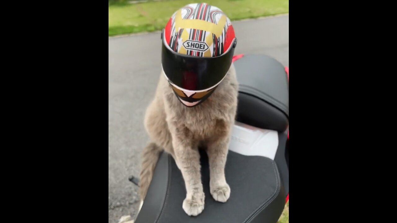 The cat with the helmet is handsome？