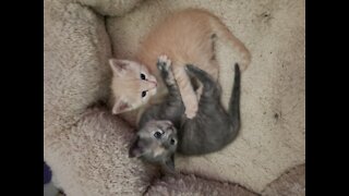 Haha baby kitties running around