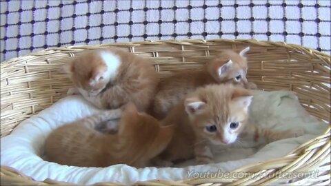 Mom cat with 4 meowing kittens