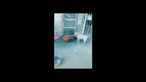 Chicken vs dog fight in