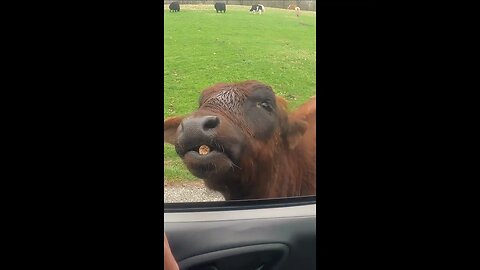 Wild Animal Safari Stafford MO https://youtu.be/qDkl5SYiEDM, animal safarin drive through