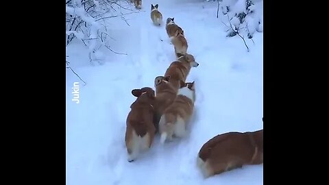 A line of corgis walk in the snow