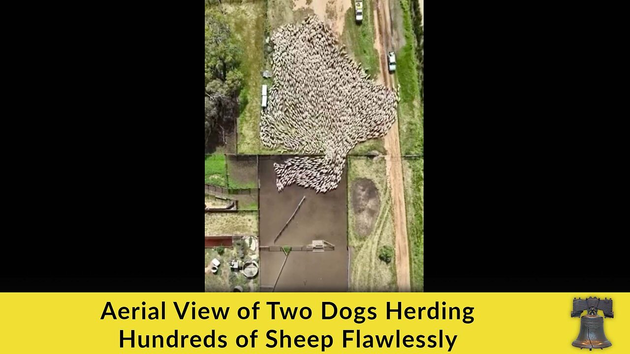 Aerial View of Two Dogs Herding Hundreds of Sheep Flawlessly