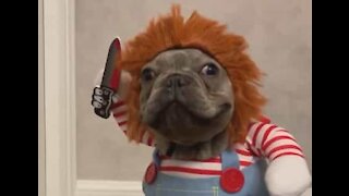 Ce bulldog est adorable en Chucky!