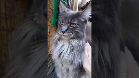 Maine Coon Objects to Being Stroked - Maine Coon Cattitude