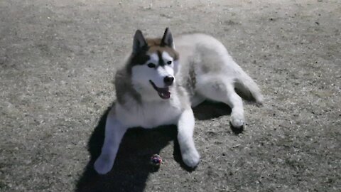 Husky tan playing ball in the playground at night... very cute