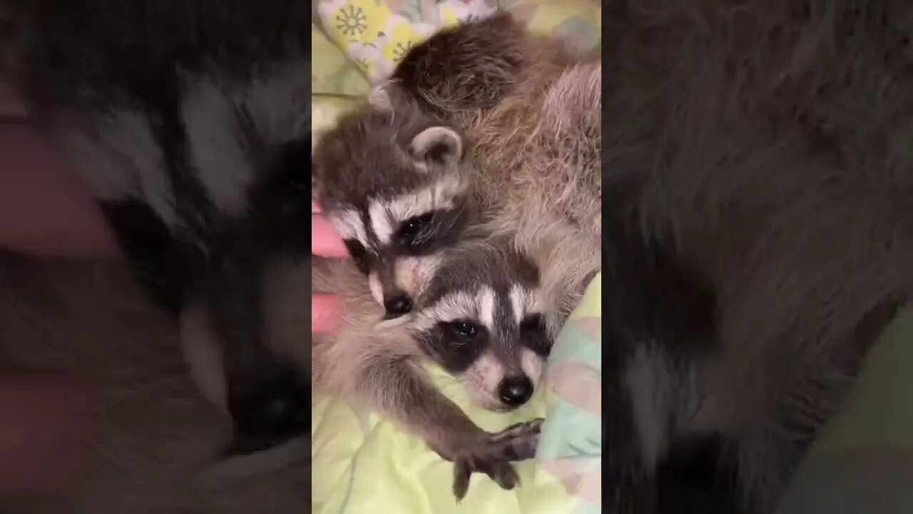 #shorts Смешные Еноты Из Тик Ток 53 Funny Tik Tok Raccoons