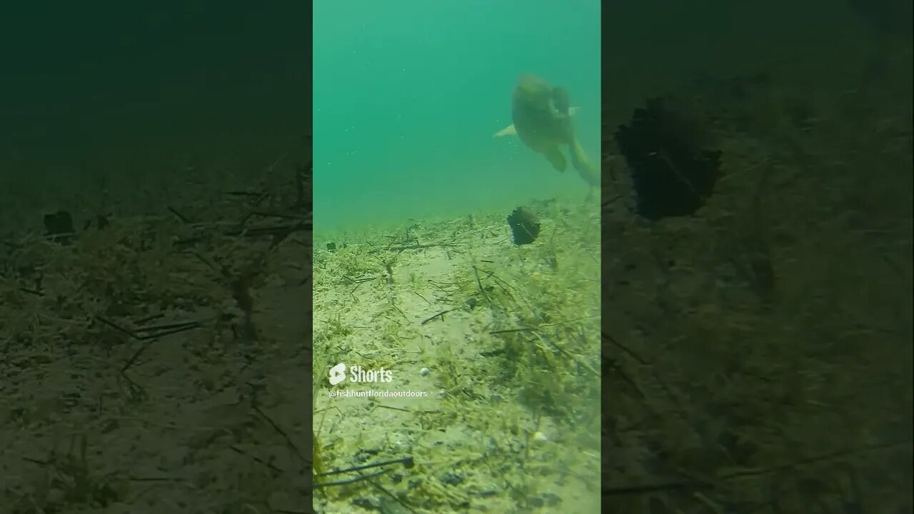 smallmouth chases the lure