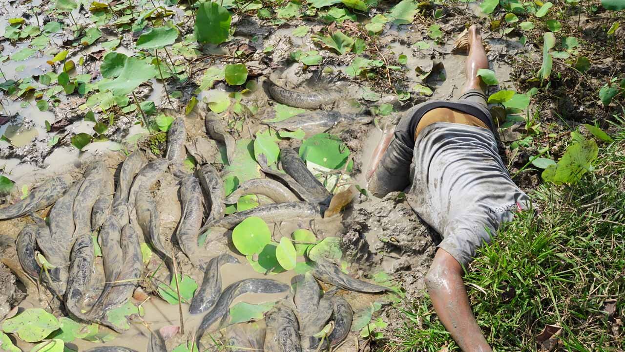 Searching & Catching many Fish Under Secret old Tree in Dry Season - Unique Fishing dry Season