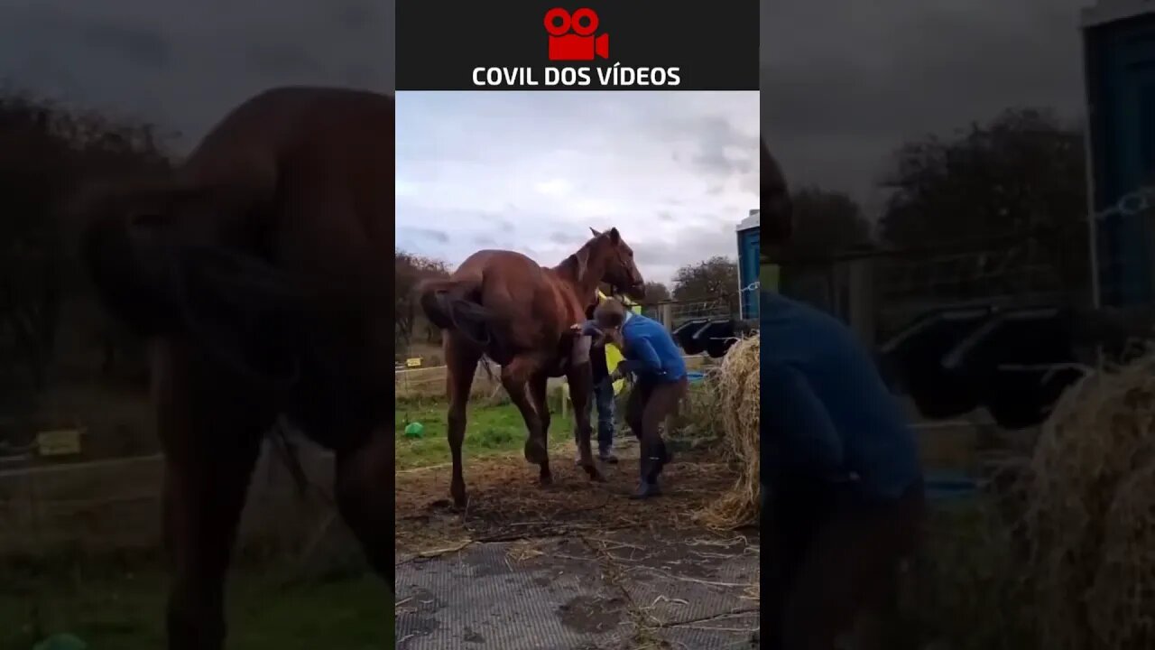 cavalo dá coice no rosto da montadora