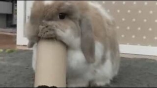 Coelho tem sérios problemas com rolos de papel higiénico!
