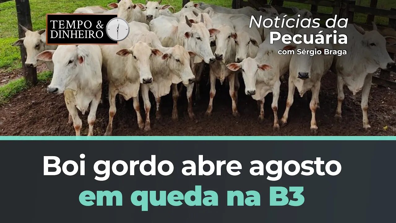 Boi gordo abre agosto em queda na B3 e no mercado físico. Encontrou piso?