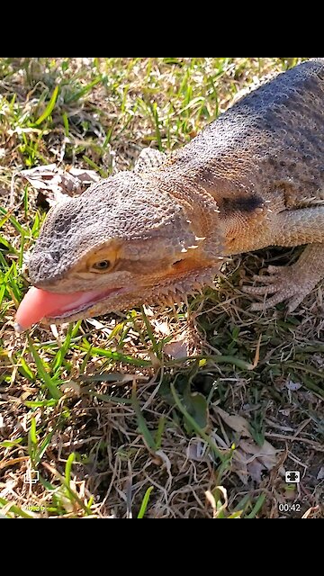 Bearded dragon exploring outside