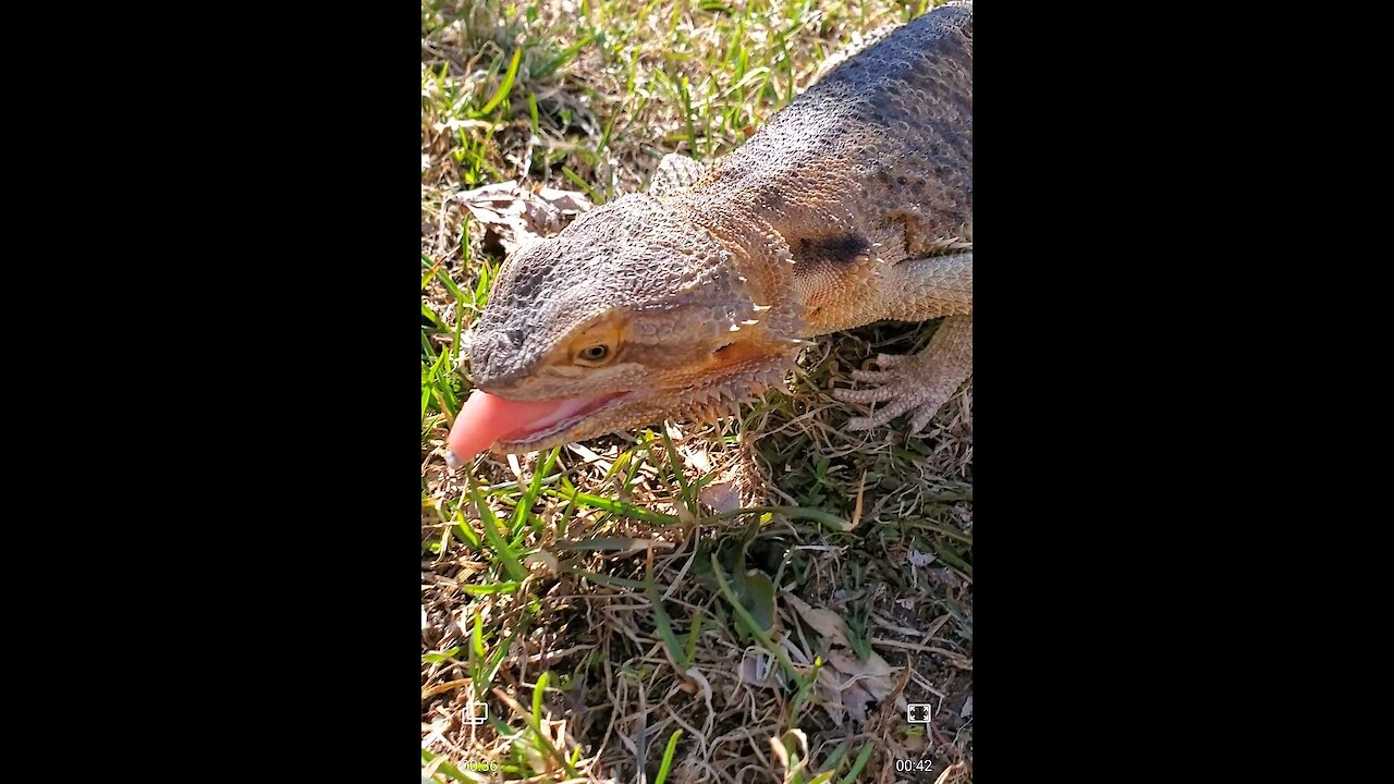 Bearded dragon exploring outside