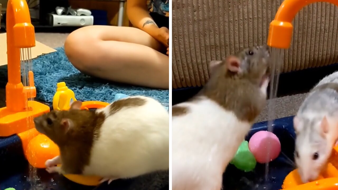 Rats enjoy adorable toy kitchen sink to play in