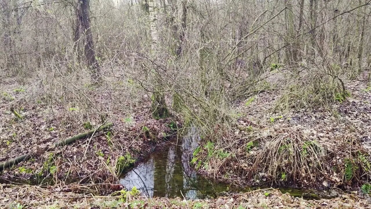 Rain in a puddle by the side of a gravel road in the wood in south of Sweden