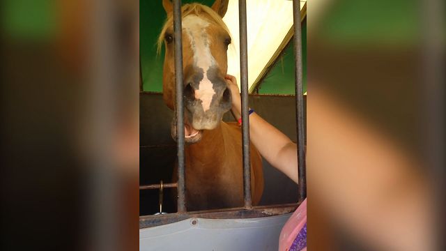 Horse Loves A Good Scratch