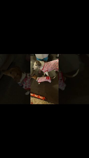 Cute Dogs in Matching Christmas Pajamas