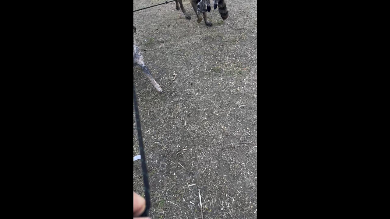 Blue Heeler vs Belgian Malamois vs Human