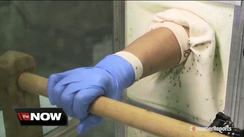 Pools of mosquitoes trapped in Sarasota County test positive for West Nile Virus