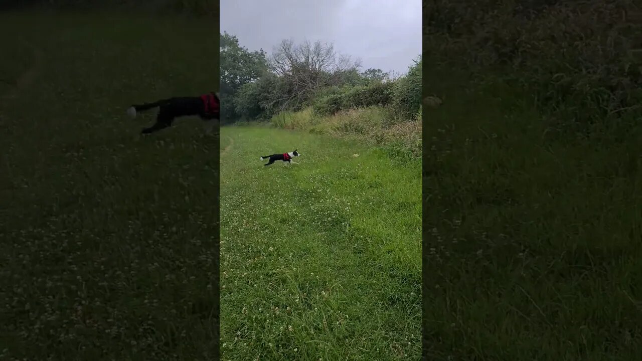 Mylo still wants the ball in the pouring rain. #dog