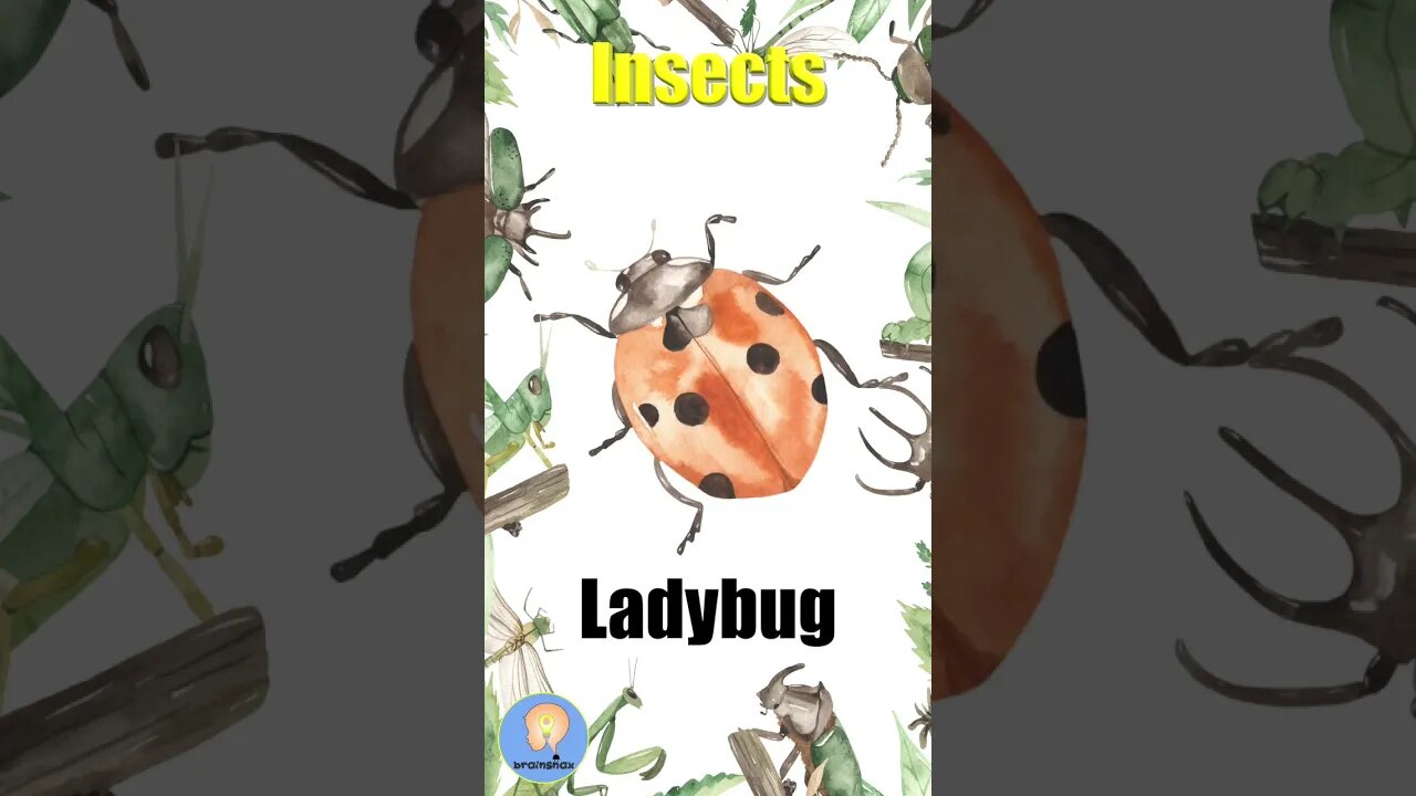 Insects talking flashcards | Bugs for kids