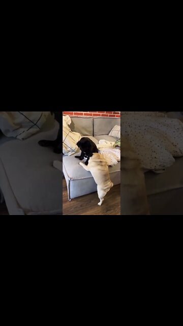 Oh, how much I love you.🐾..#pugs #puglife #puppylove #dogsoftwitter