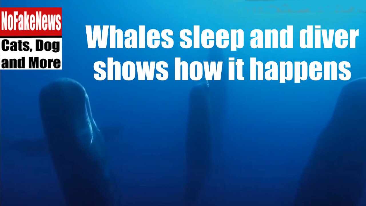 Whales sleep and diver shows how it happens. All in this video.🐳