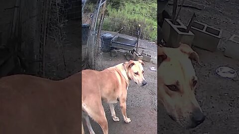 Farm cam: monitoring animals