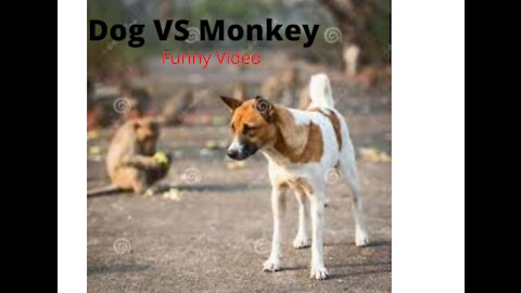 Dog and Monkey Funny video