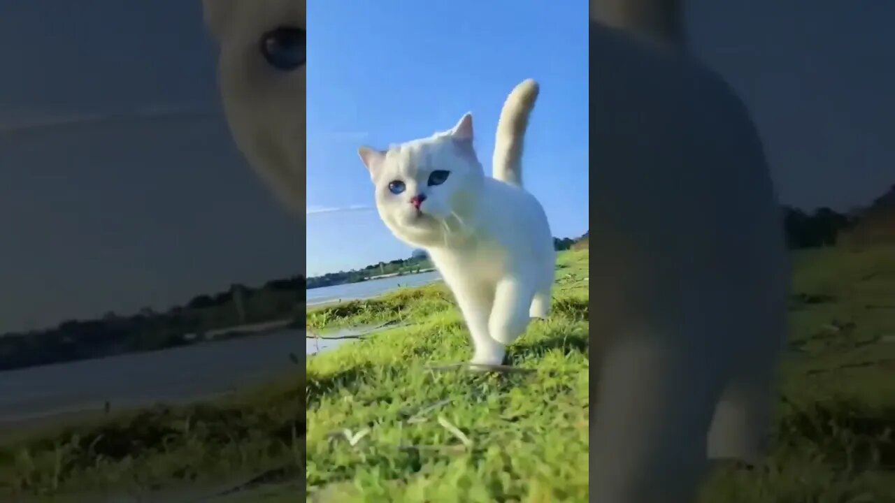 cat so cute