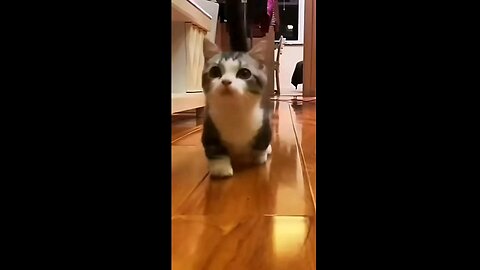 funny cat videos