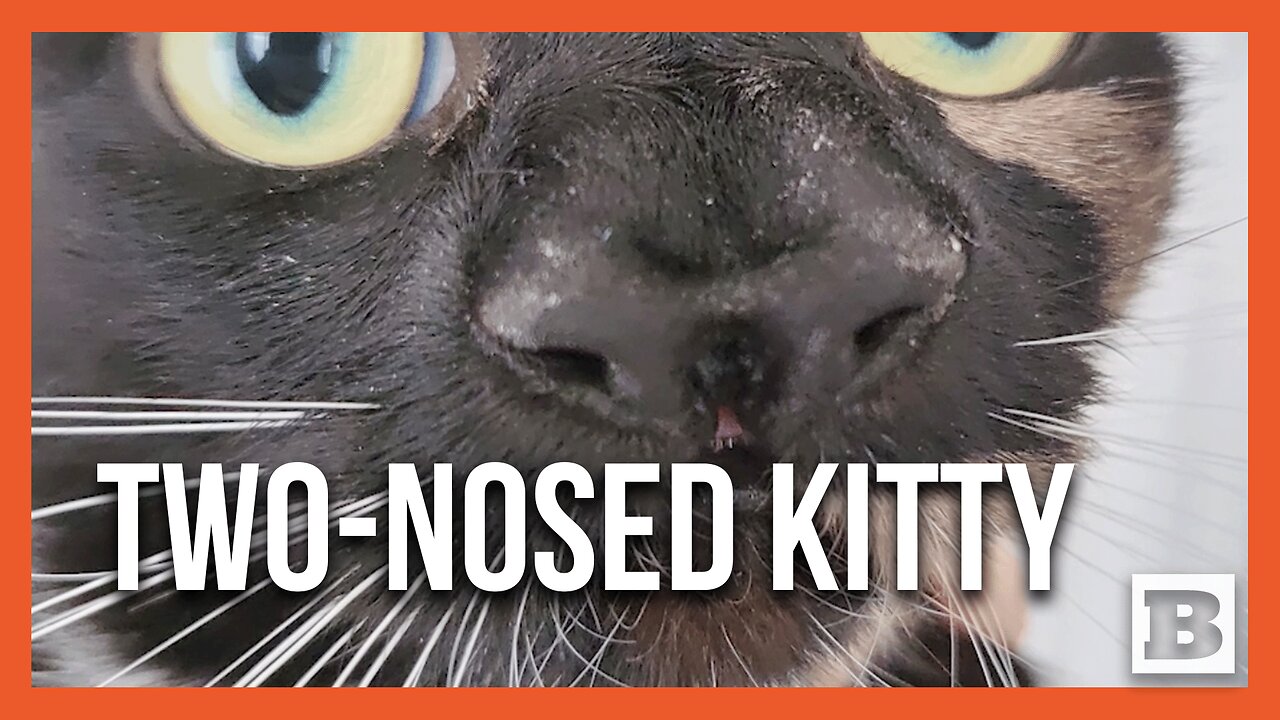 Nanny McPhee of the Feline World: Meet the Two-Nosed Wonder Cat!