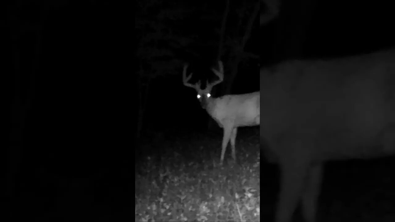 This ONE Has POTENTIAL!!!