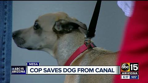 Mesa officer saves dog from canal