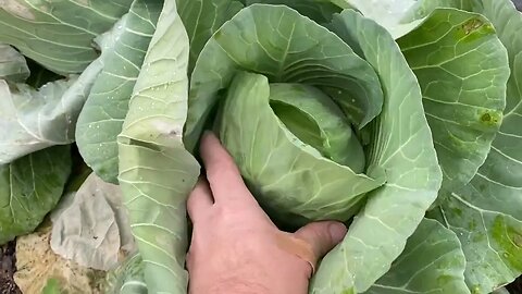 Growing a garden in the south during an arctic winter blast