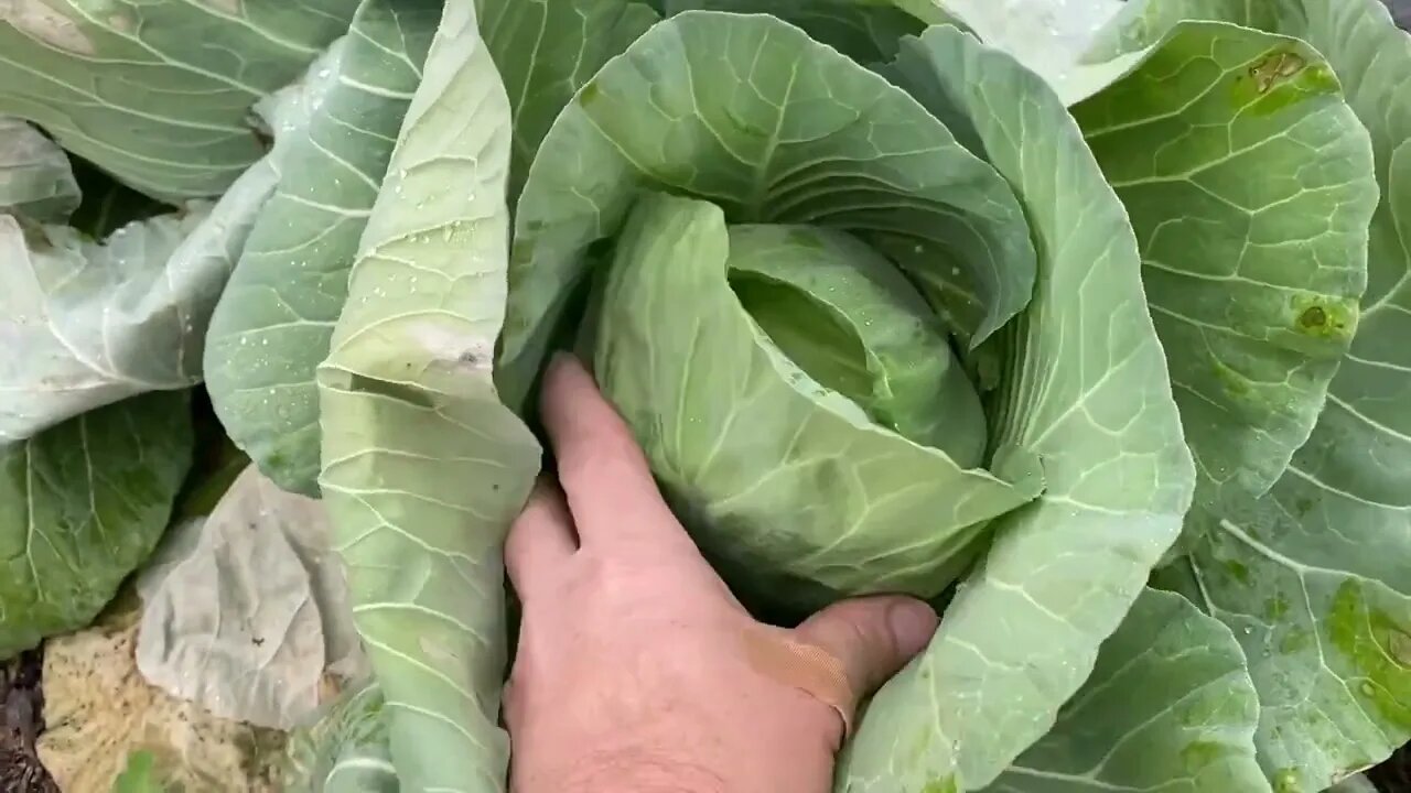 Growing a garden in the south during an arctic winter blast