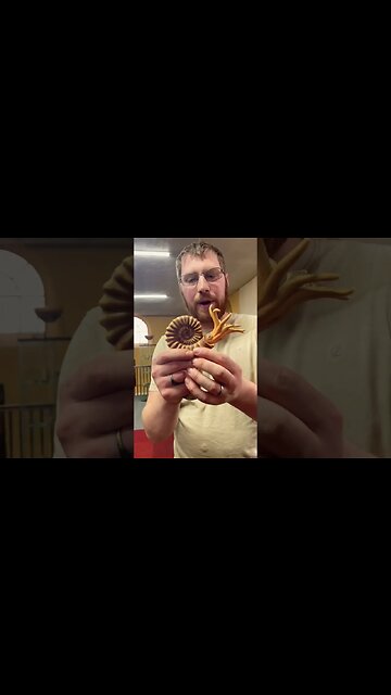 What Did Ammonites Look Like? #creation #viral #fossil