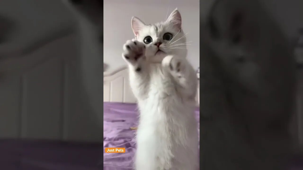 Cutest cat 🐈 ever #cat #cute #funnyanimals #funnyvideos #tiktok