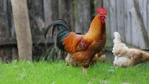 Hen In a garden