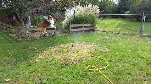 A Dog VS A Garden Sprinkler