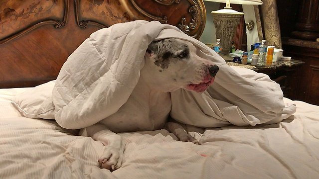 Great Dane Makes It Impossible For Owners To Make The Bed